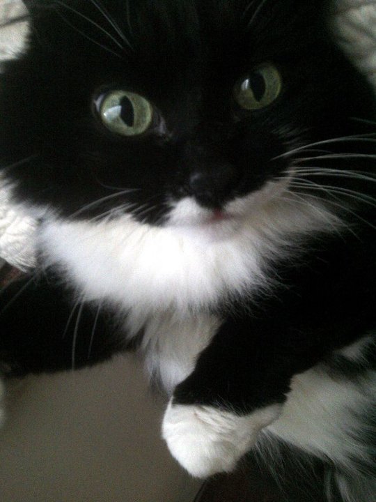 My 19 Year Old&nbsp;Kitty